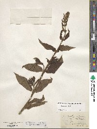 Stachys hispida image