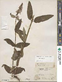 Stachys hispida image