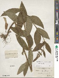 Stachys hispida image