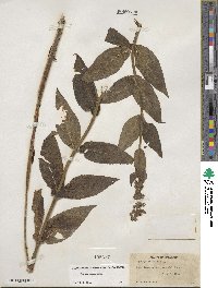 Stachys hispida image