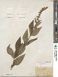 Stachys hispida image