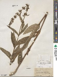 Stachys hispida image