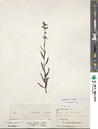 Stachys hyssopifolia image