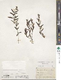 Stachys hyssopifolia image