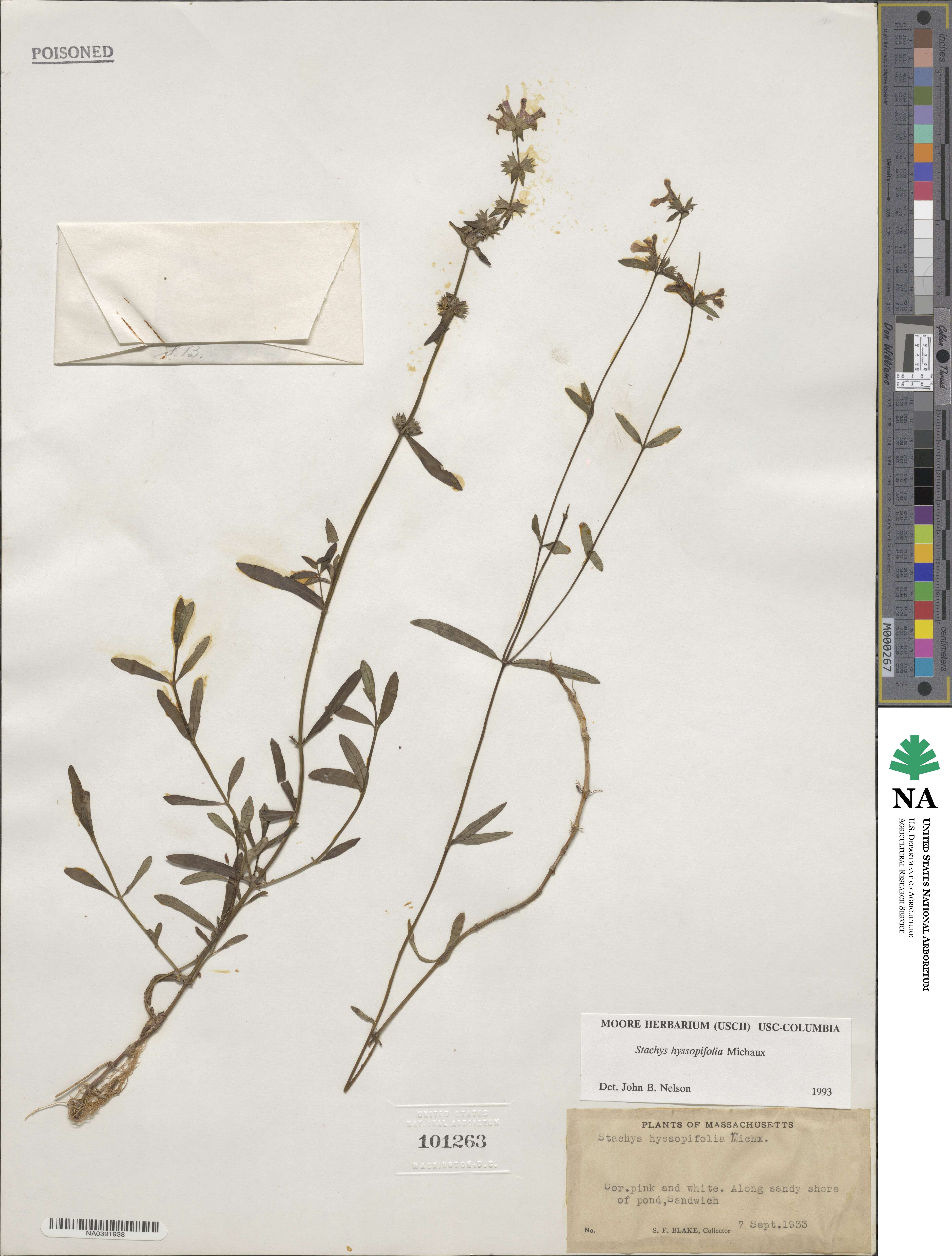 Stachys hyssopifolia image