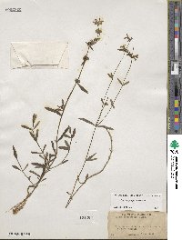 Stachys hyssopifolia image