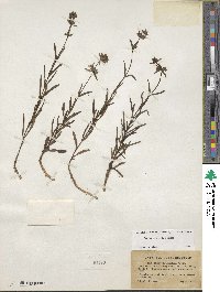 Stachys hyssopifolia image