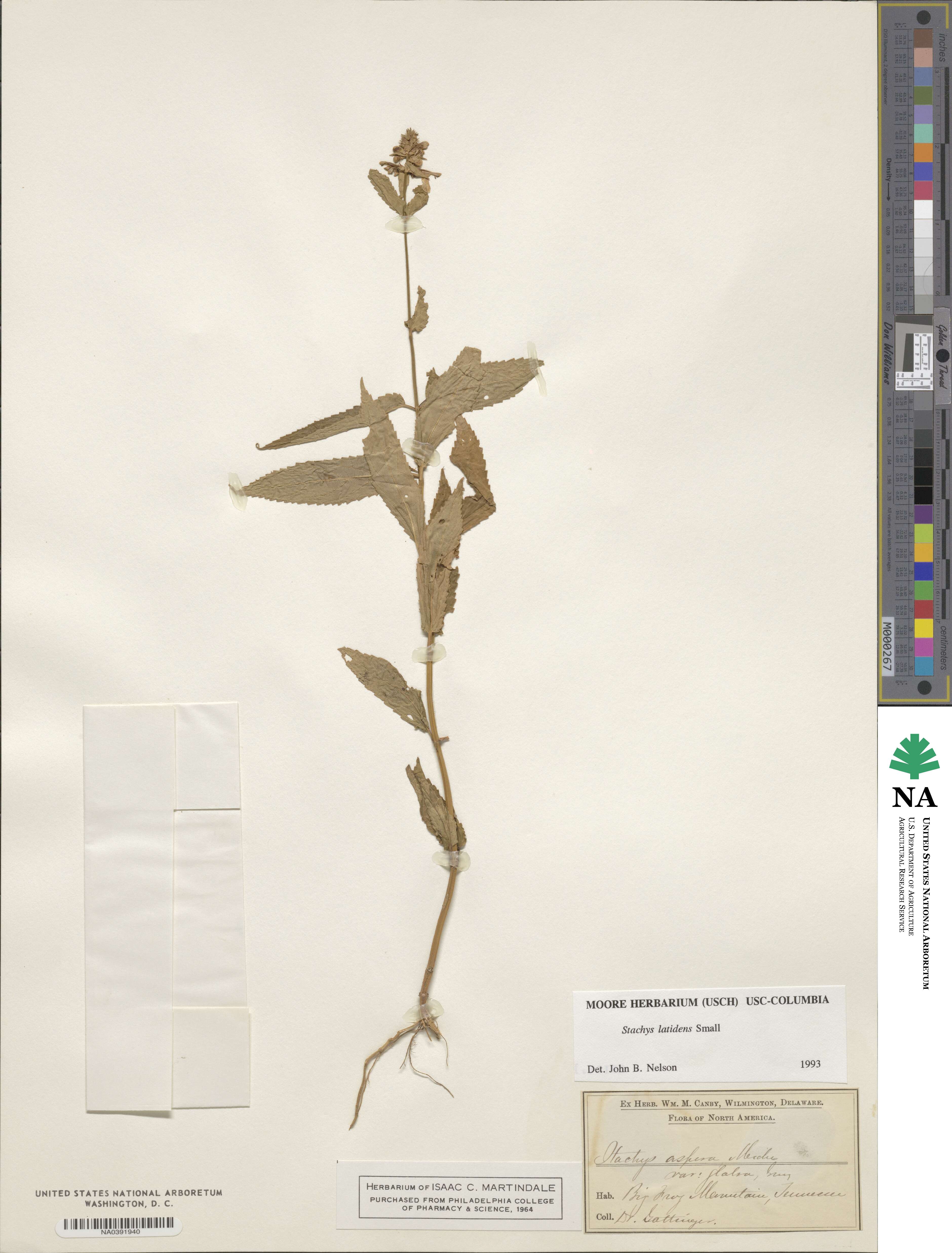 Stachys latidens image