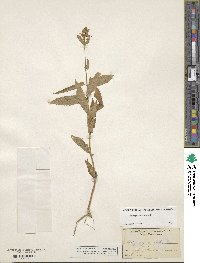 Stachys latidens image