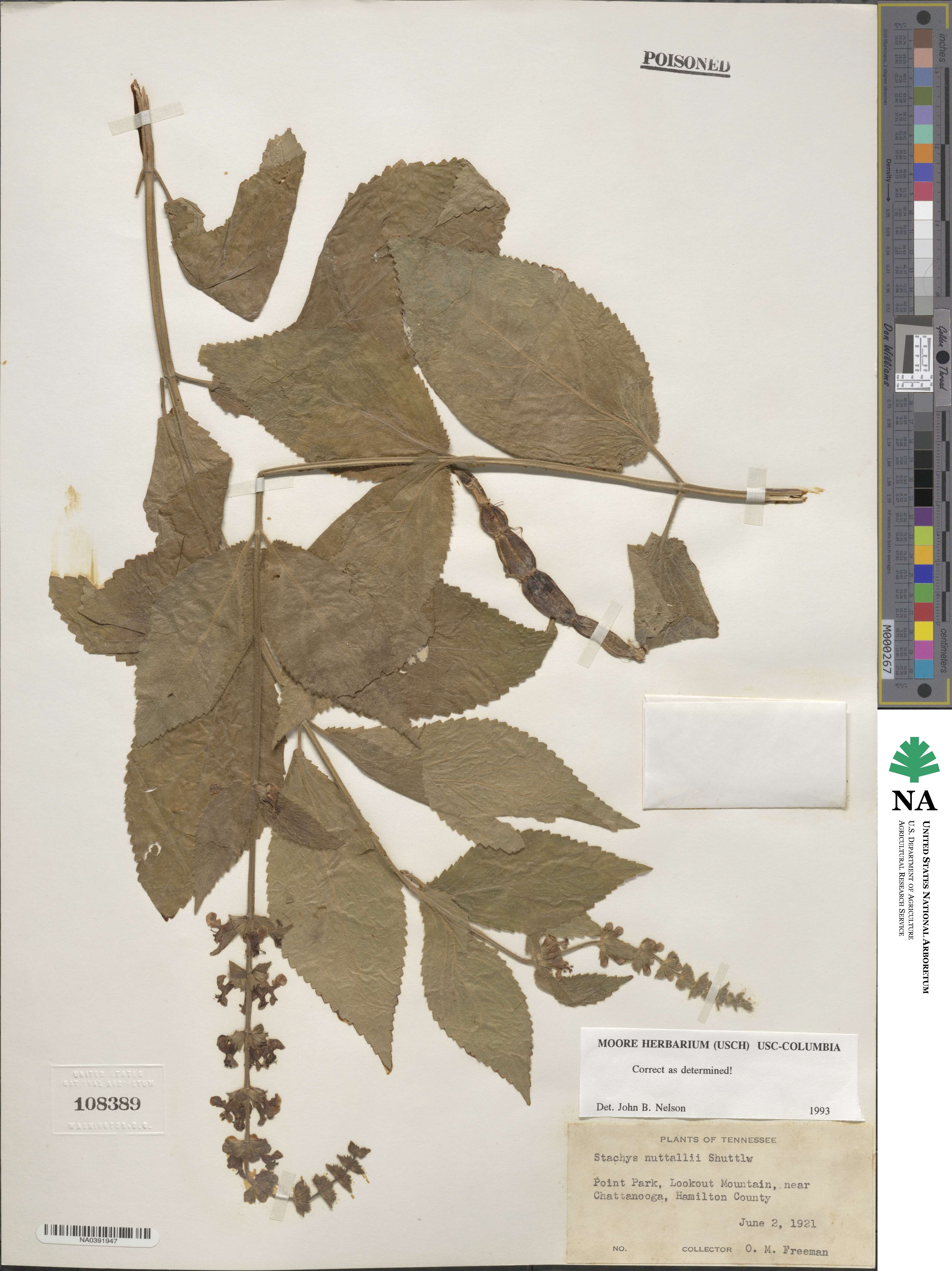 Stachys cordata image
