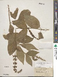 Stachys cordata image