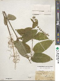 Stachys cordata image