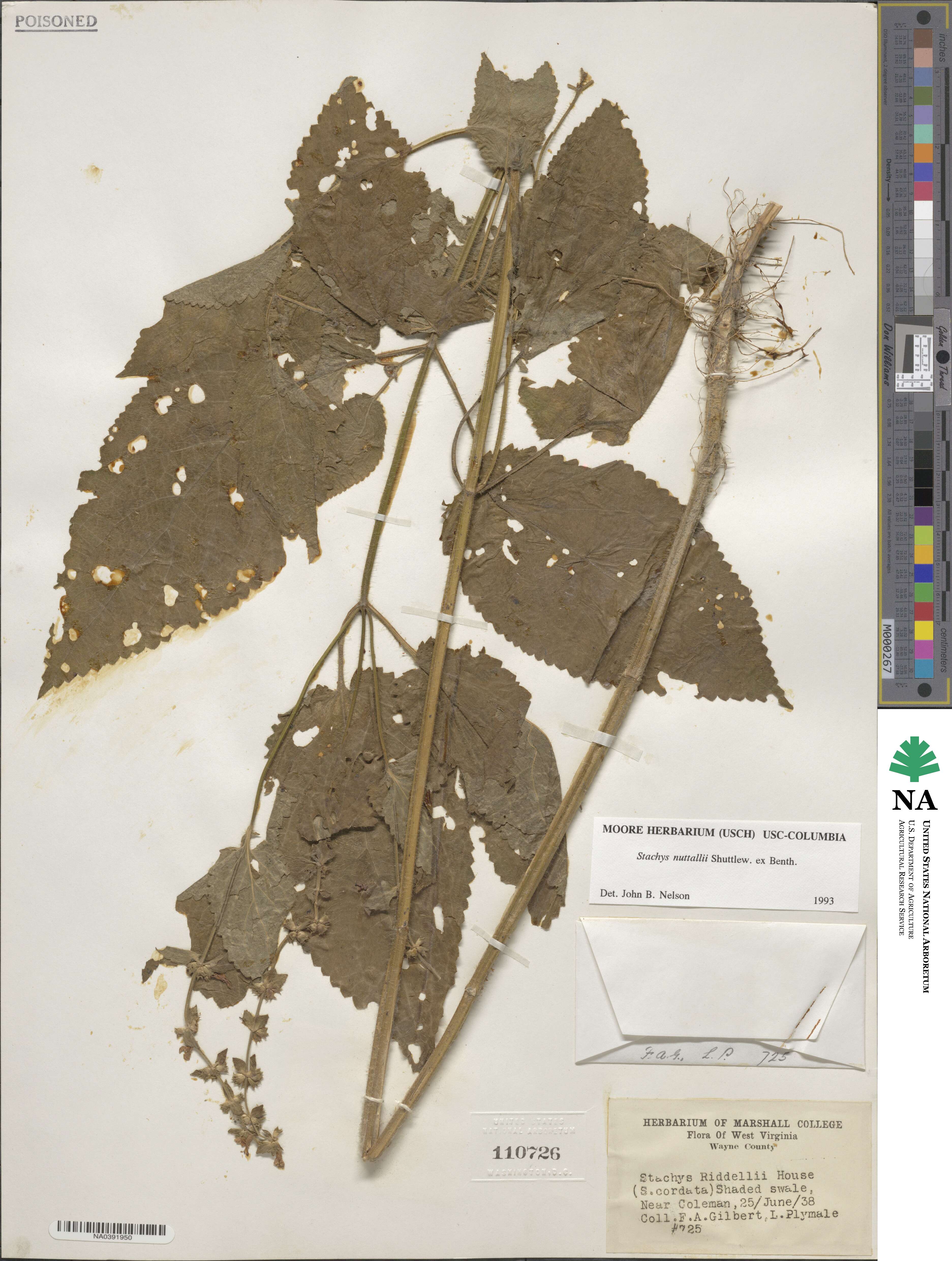 Stachys cordata image