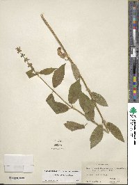 Stachys cordata image