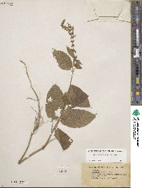 Stachys cordata image