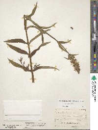 Stachys palustris image