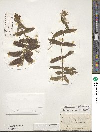 Stachys palustris image