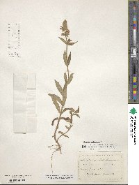 Stachys palustris image