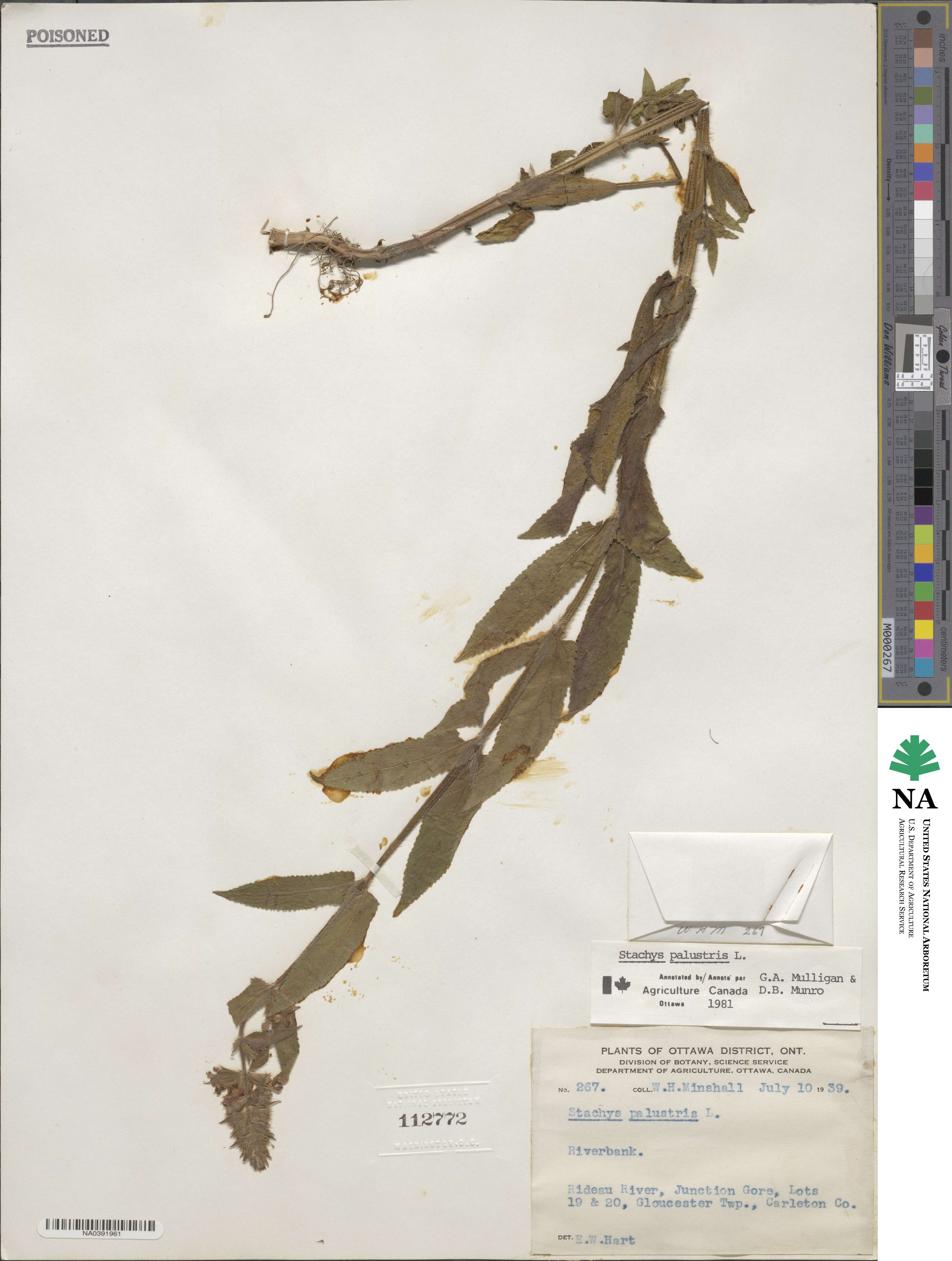 Stachys palustris image