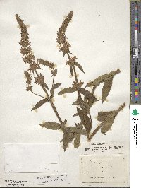 Stachys palustris image