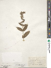 Stachys palustris image