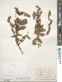 Stachys palustris image