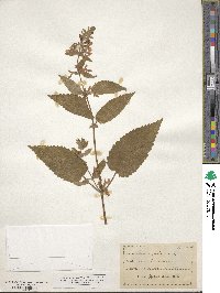 Stachys palustris image