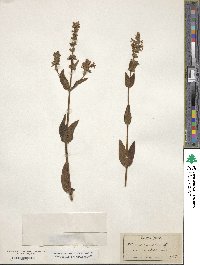 Stachys palustris image