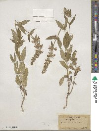 Stachys palustris image