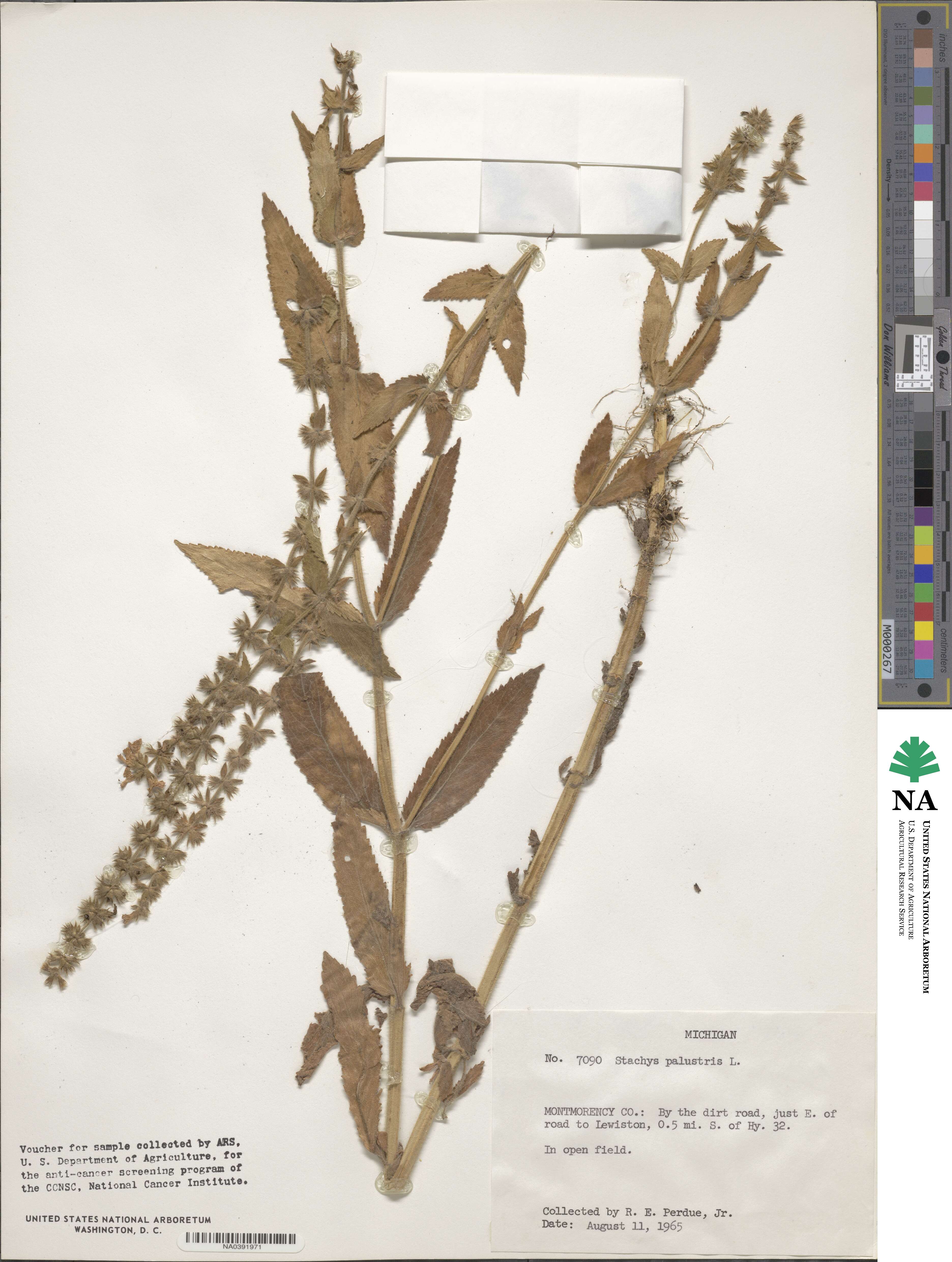 Stachys palustris image