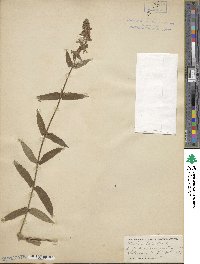 Stachys palustris image