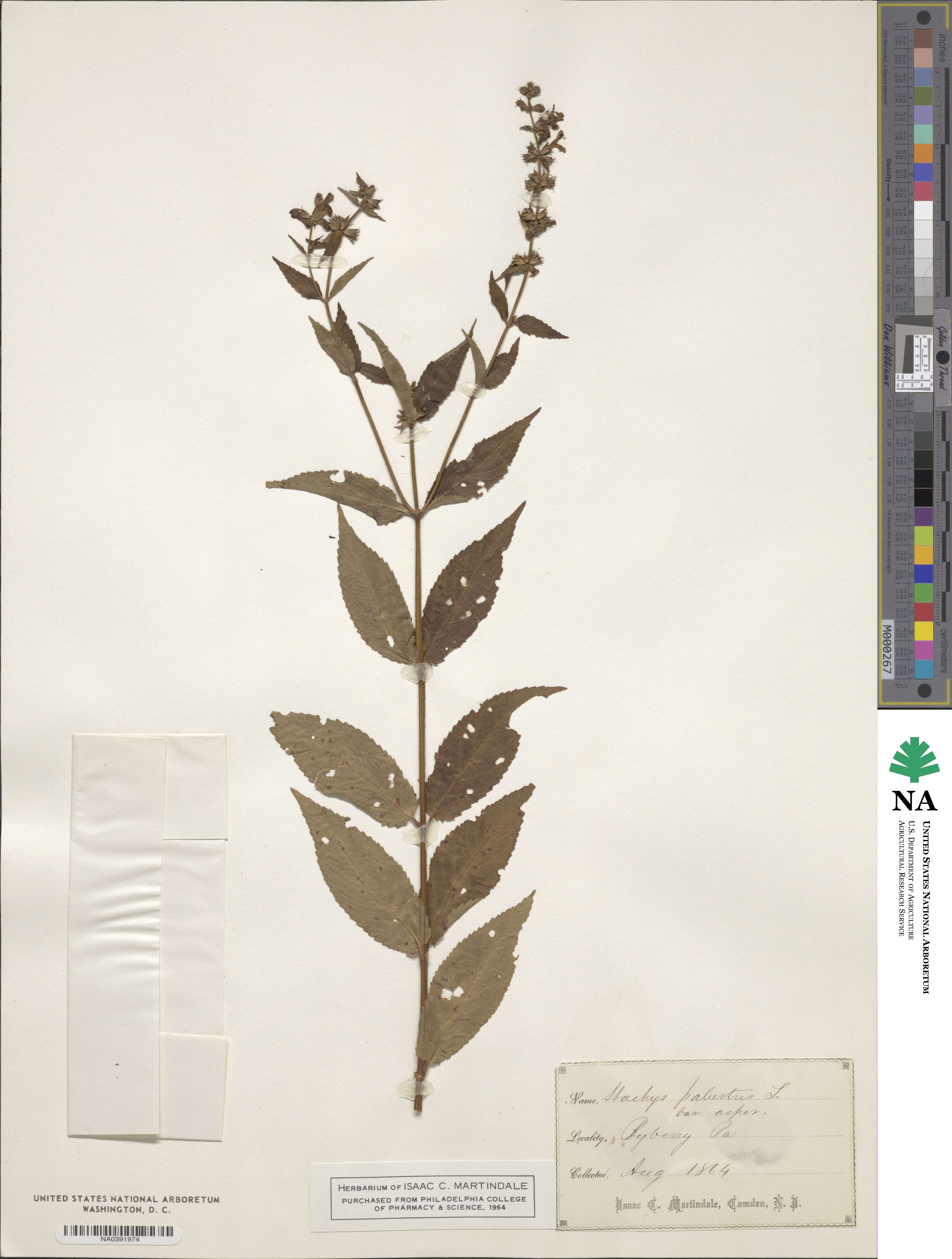 Stachys aspera image