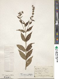 Stachys aspera image