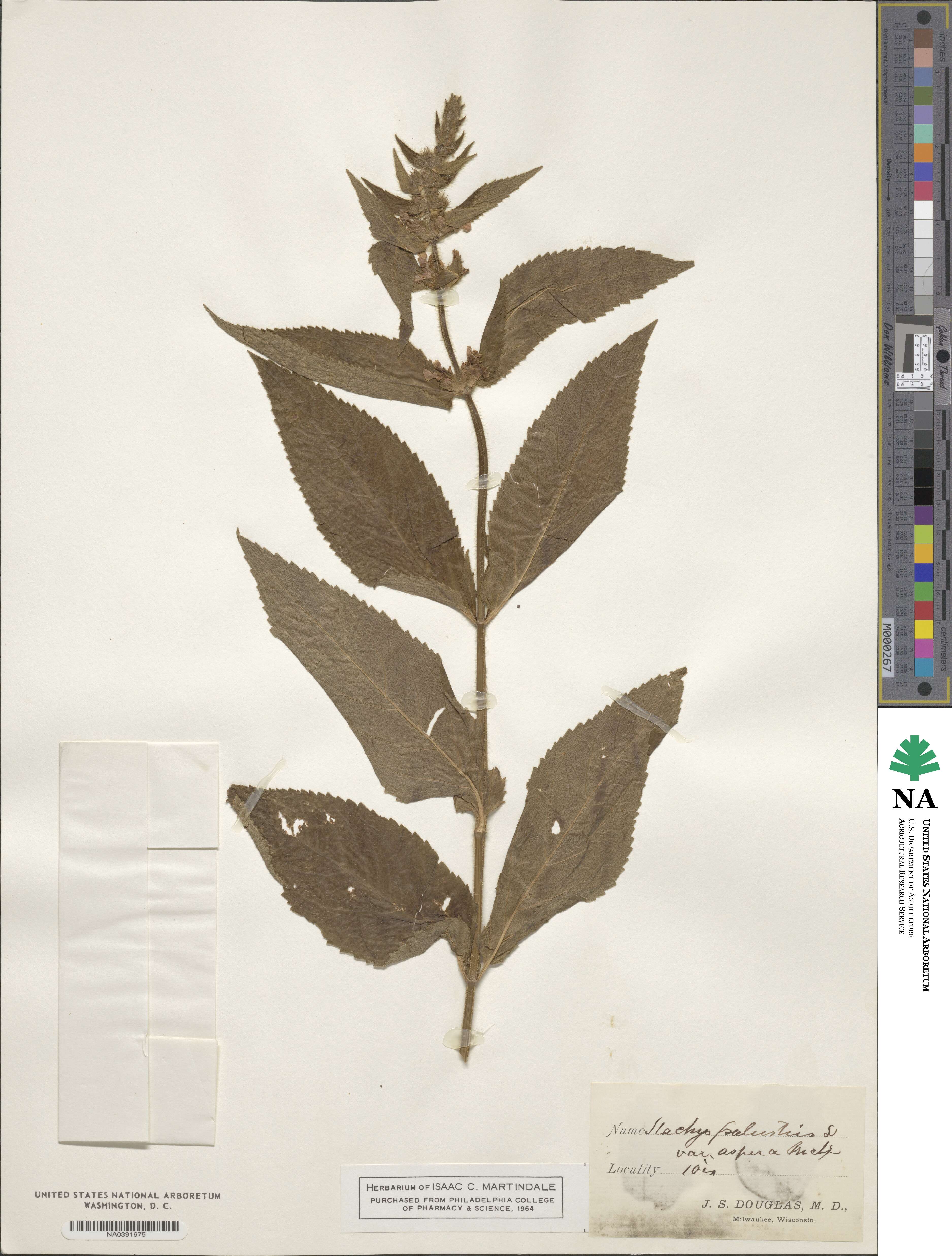 Stachys aspera image