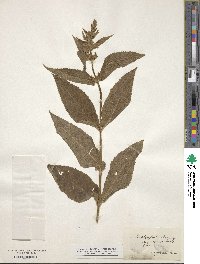 Stachys aspera image