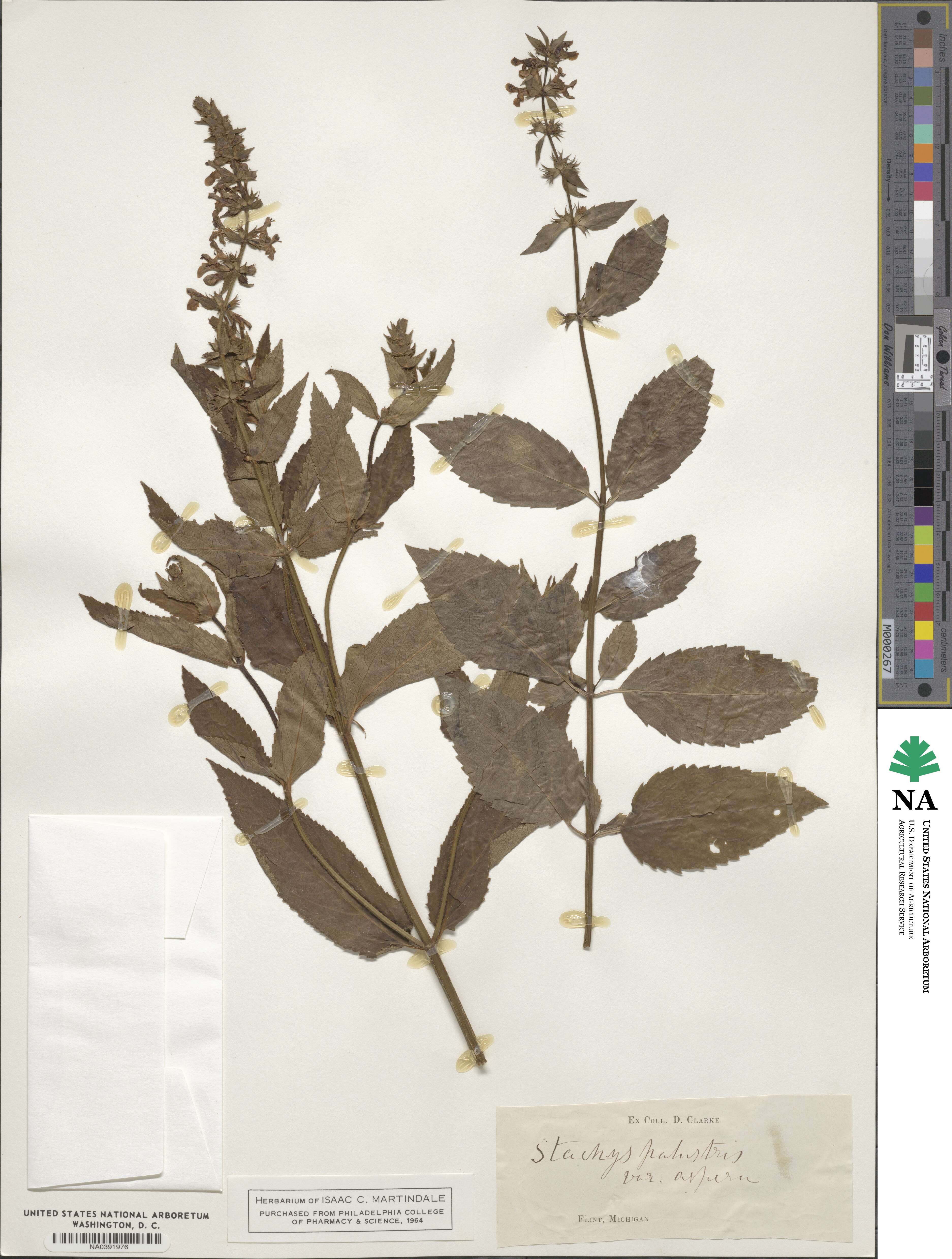 Stachys aspera image