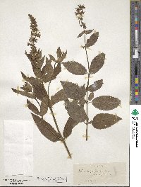 Stachys aspera image