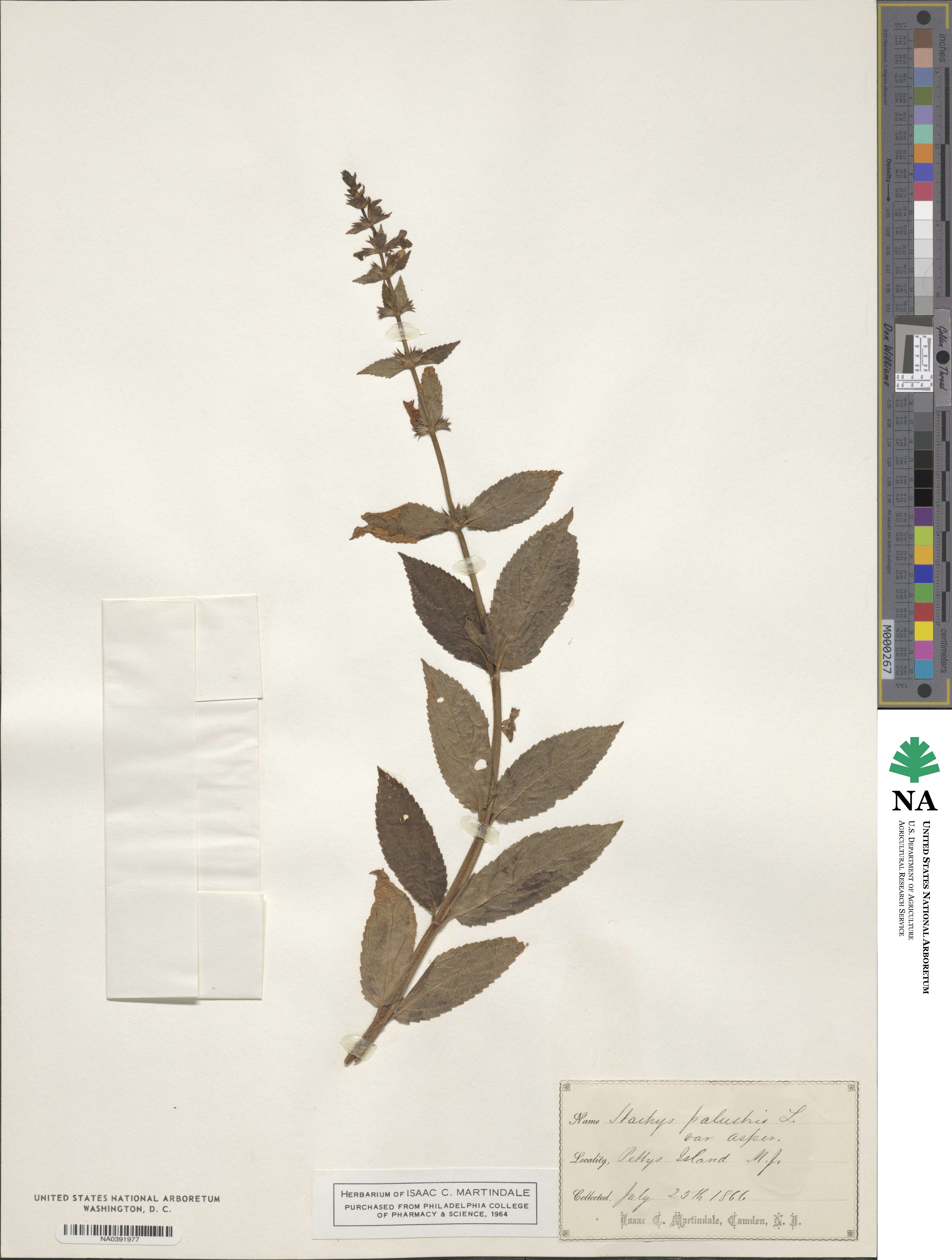 Stachys aspera image