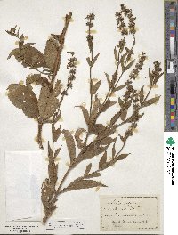 Stachys cordata image