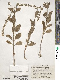 Stachys pilosa image