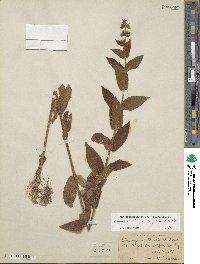 Stachys pilosa image