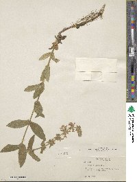 Stachys pilosa image