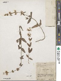 Stachys pilosa image