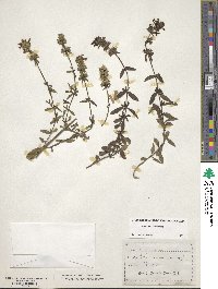 Stachys recta image