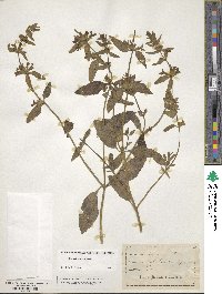 Stachys recta image