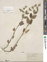 Stachys rigida image