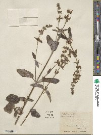 Stachys rigida image