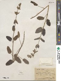 Stachys rigida image