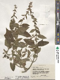 Stachys rigida image