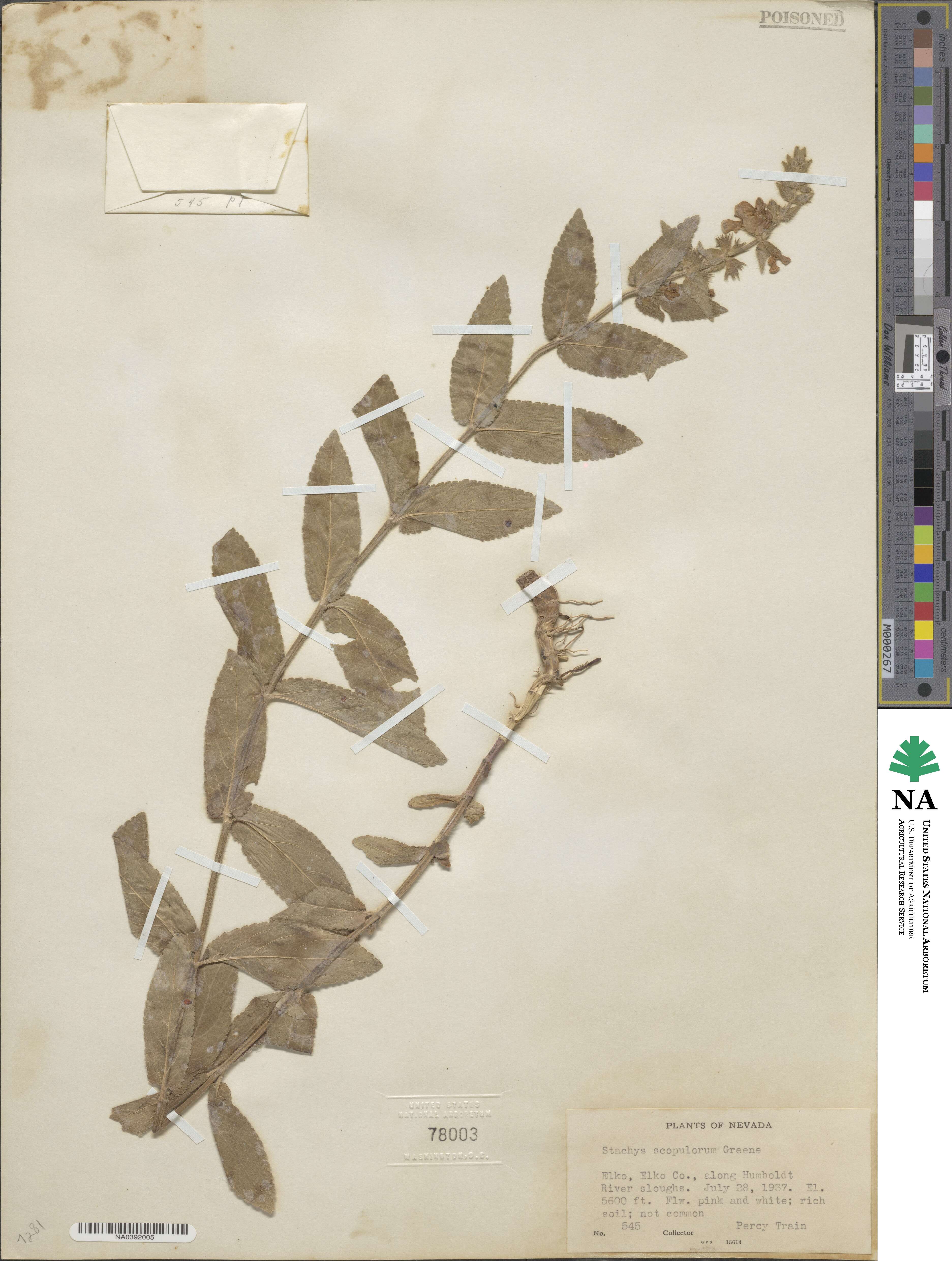 Stachys pilosa image